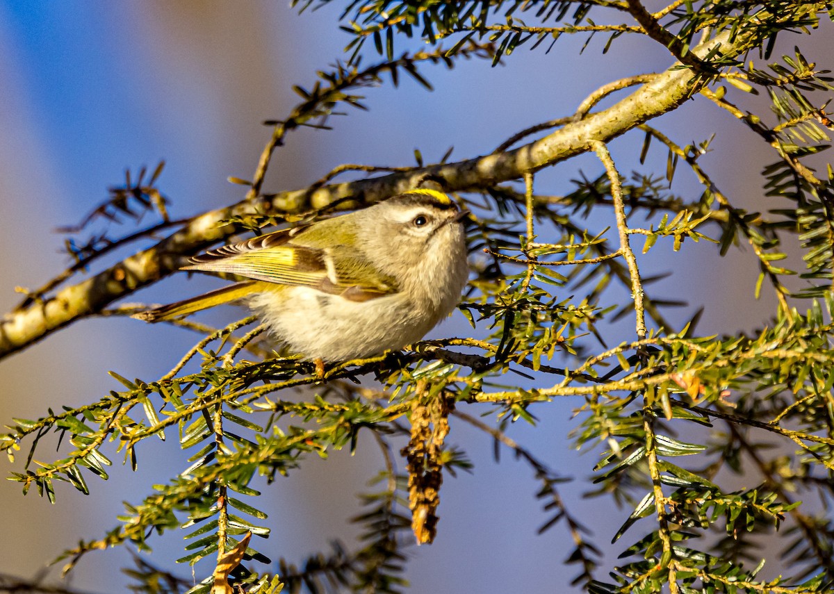 Golden-crowned Kinglet - ML613818561