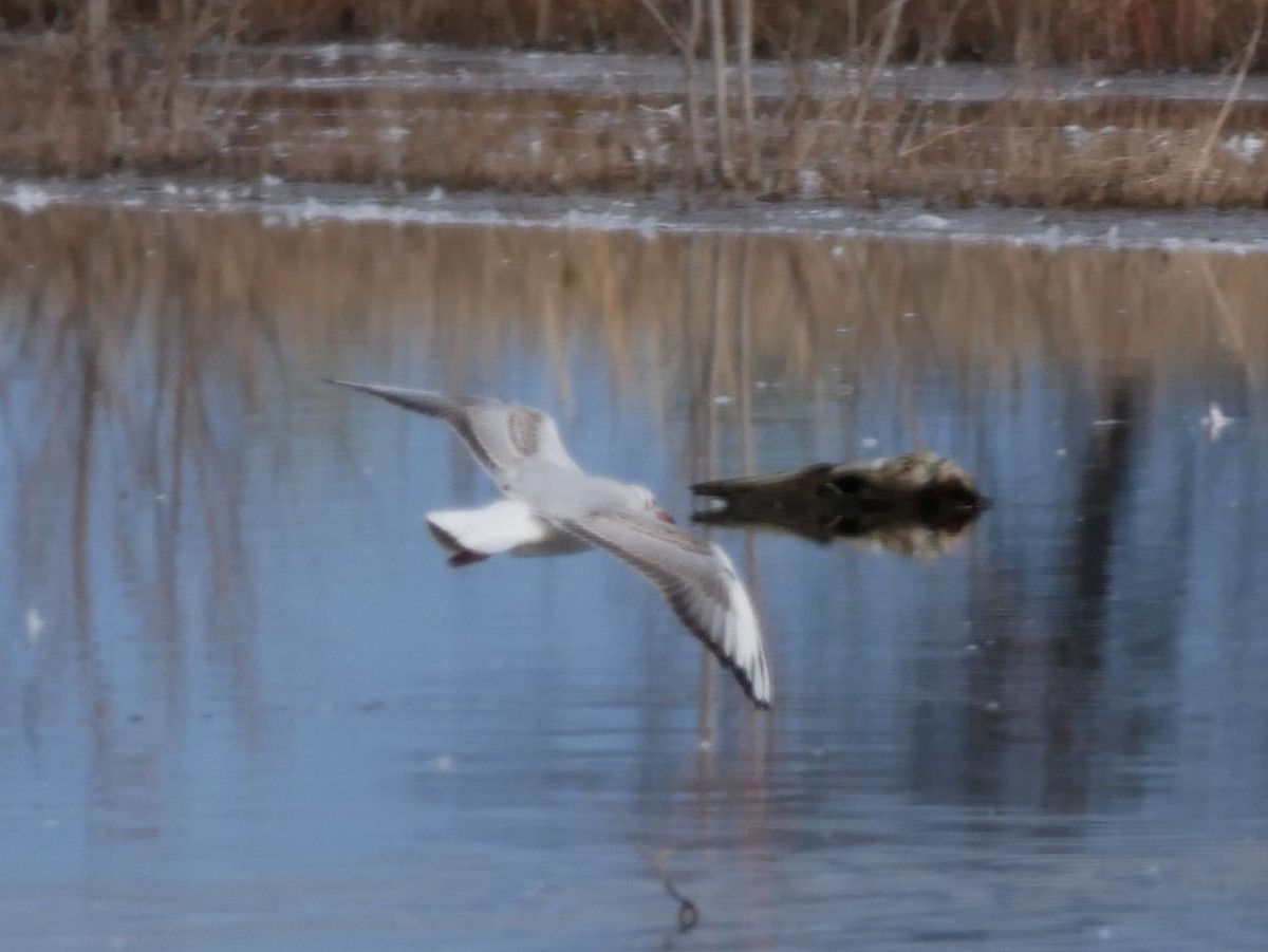 Black-headed Gull - Al Hooks