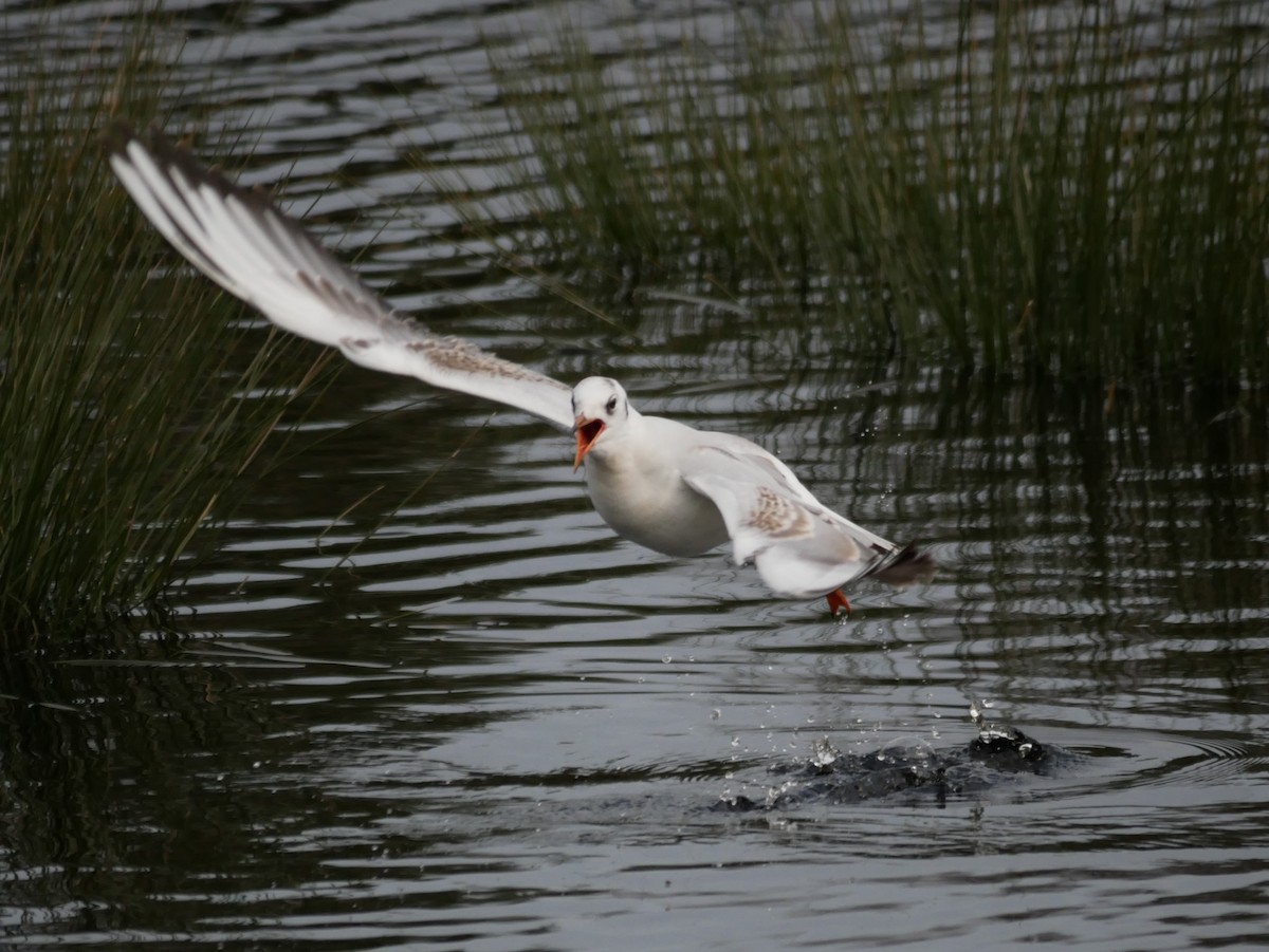 Black-headed Gull - Al Hooks