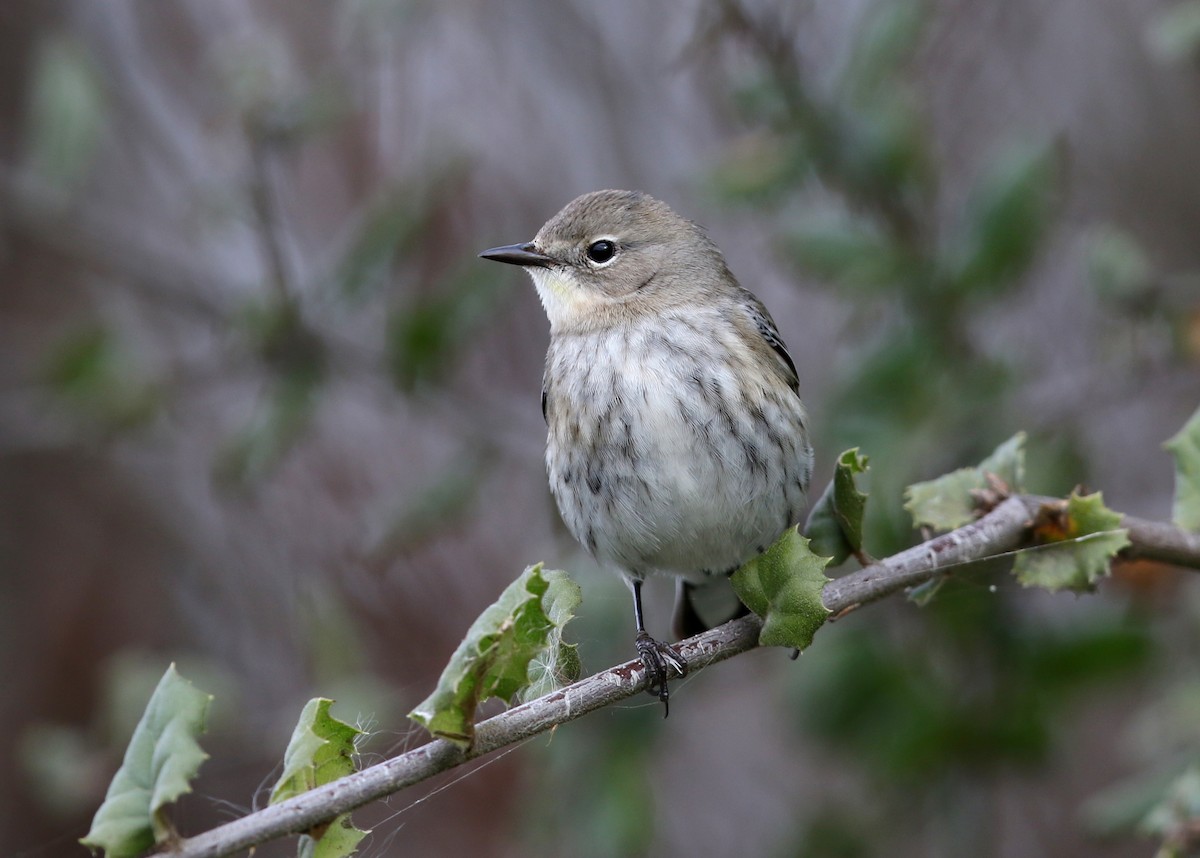 Yellow-rumped Warbler - ML613818617