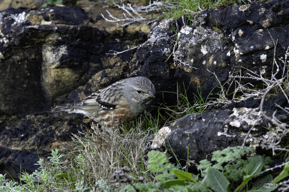 Alpine Accentor - ML613818666