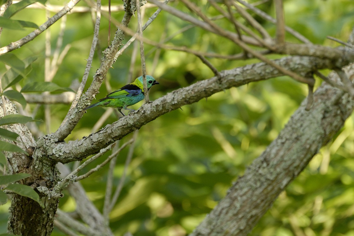 Green-headed Tanager - ML613818696