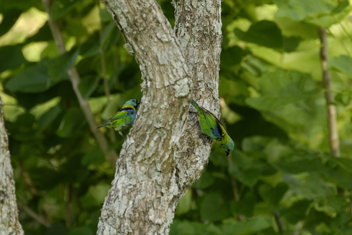 Green-headed Tanager - ML613818697