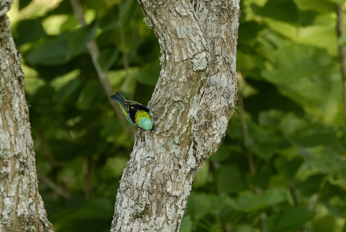 Green-headed Tanager - ML613818698