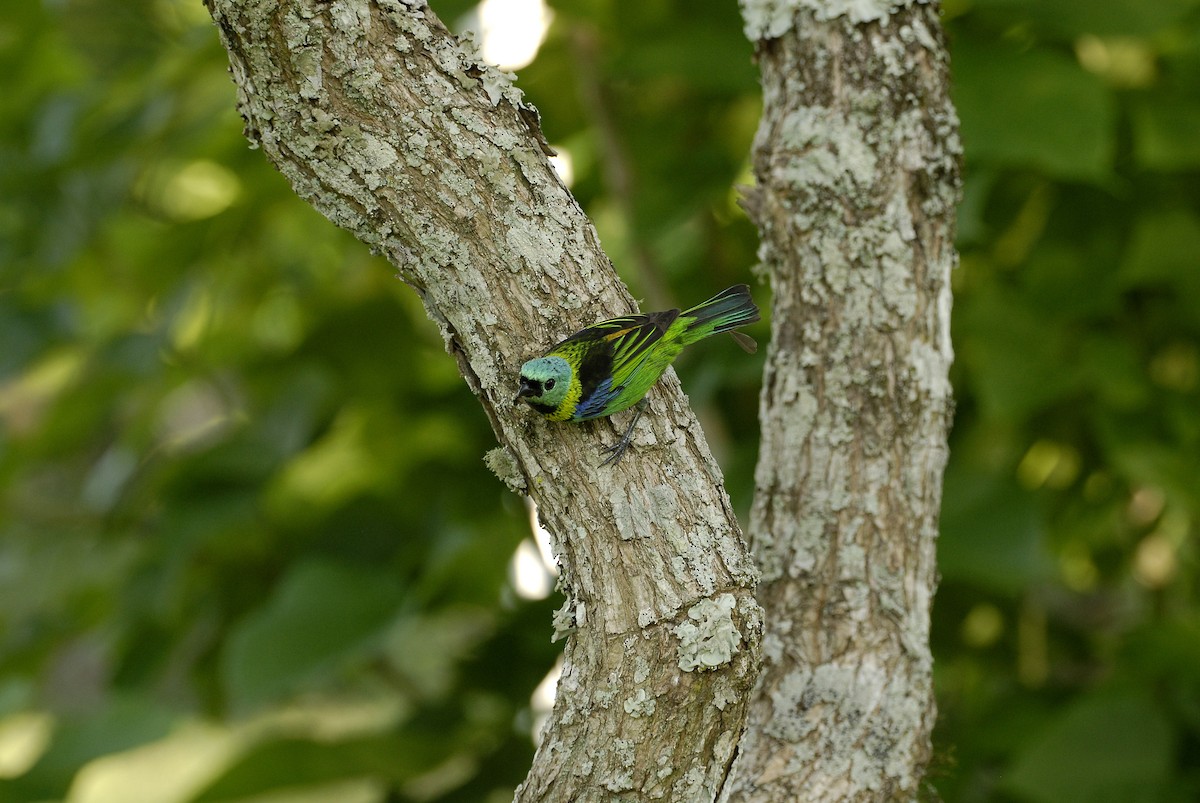 Green-headed Tanager - ML613818699