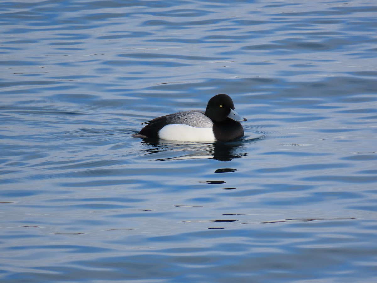 Greater Scaup - ML613818705