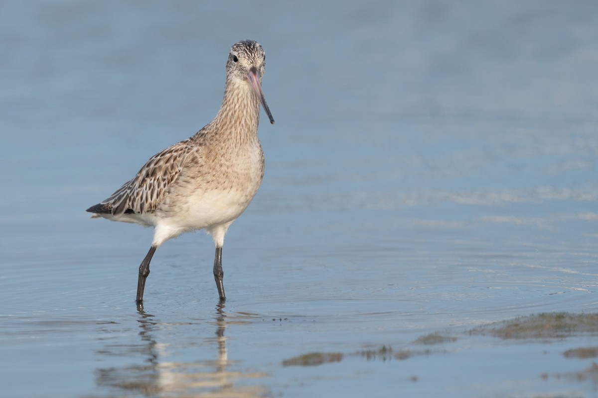 Bar-tailed Godwit - ML613818718