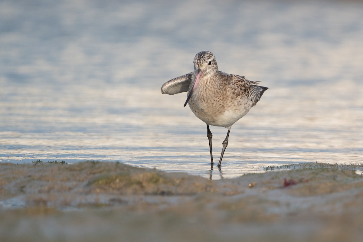 Bar-tailed Godwit - ML613818719