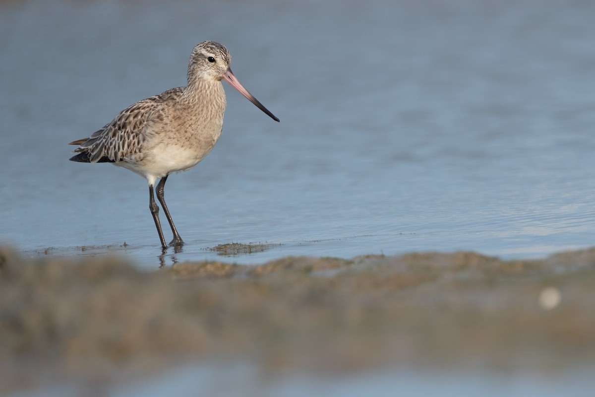 Bar-tailed Godwit - ML613818721