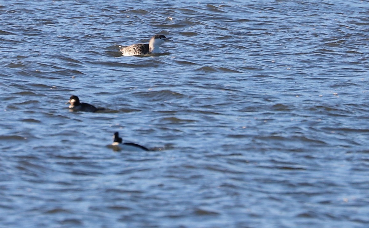 Red-throated Loon - ML613818823