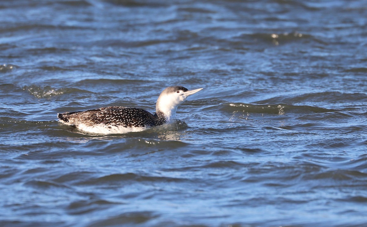 Red-throated Loon - ML613818828