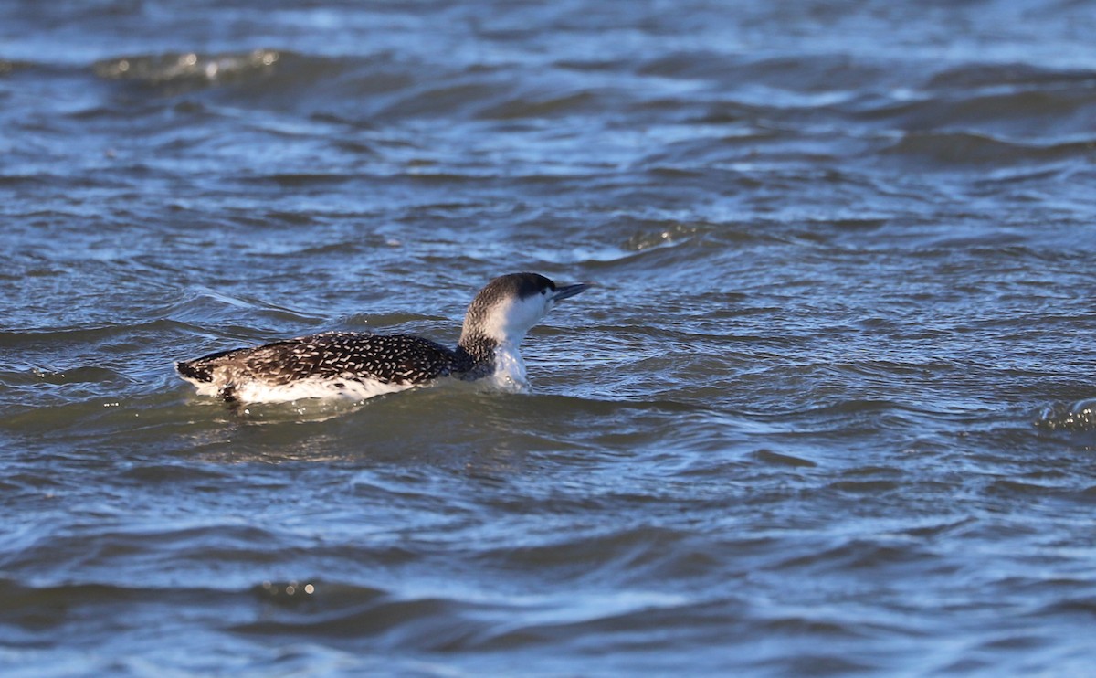 Red-throated Loon - ML613818833