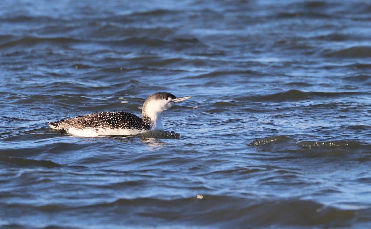 Red-throated Loon - ML613818836