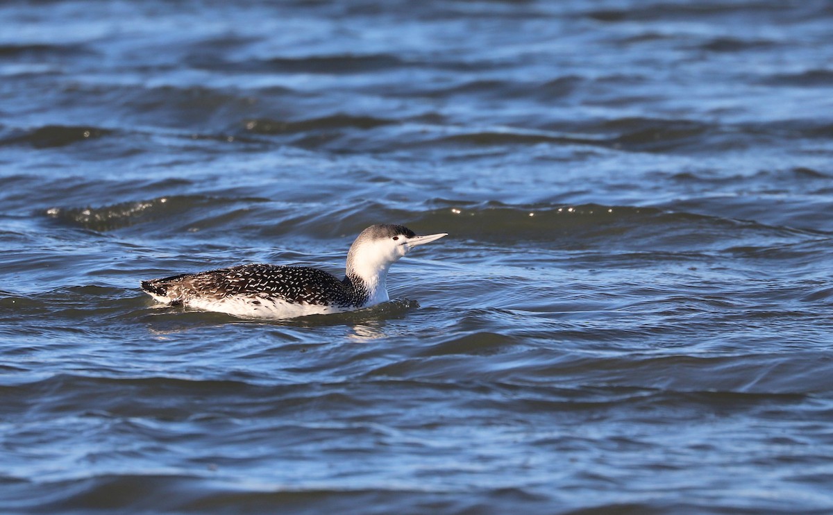 Red-throated Loon - ML613818847