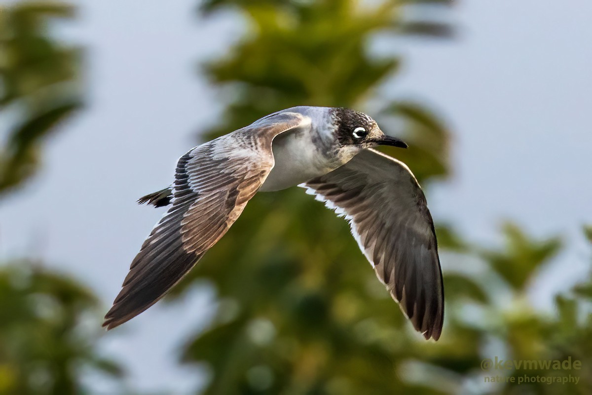 Franklin's Gull - Kevin Wade