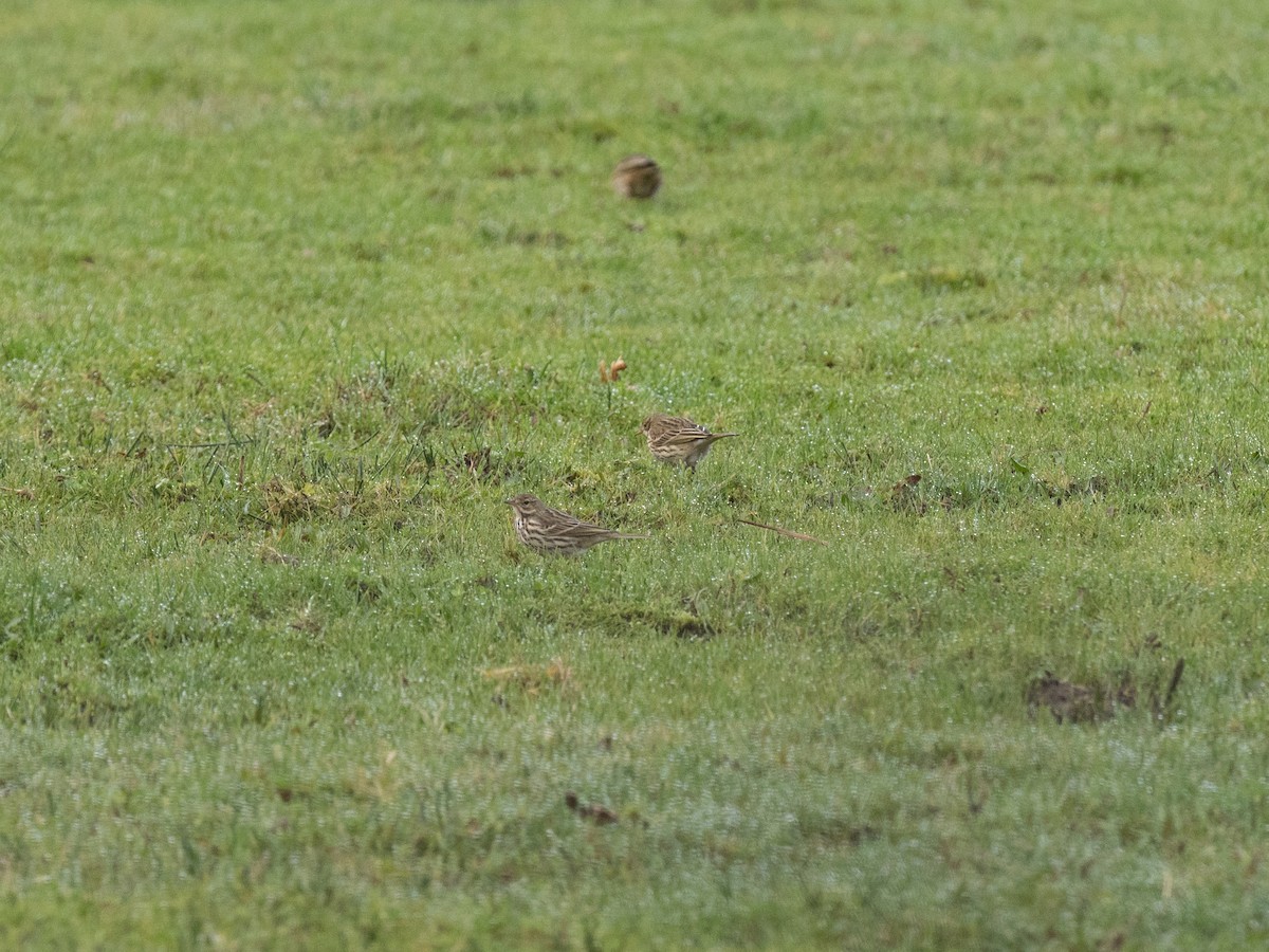 Meadow Pipit - Bárbara Morais