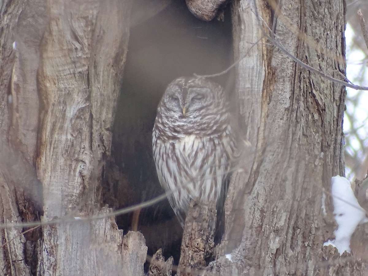 Barred Owl - Sally Isacco