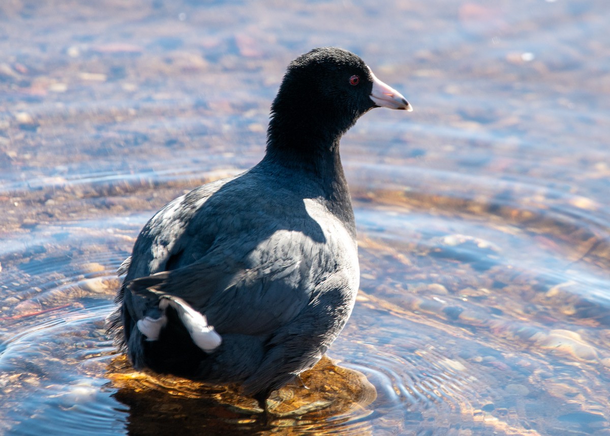 American Coot - ML613818964