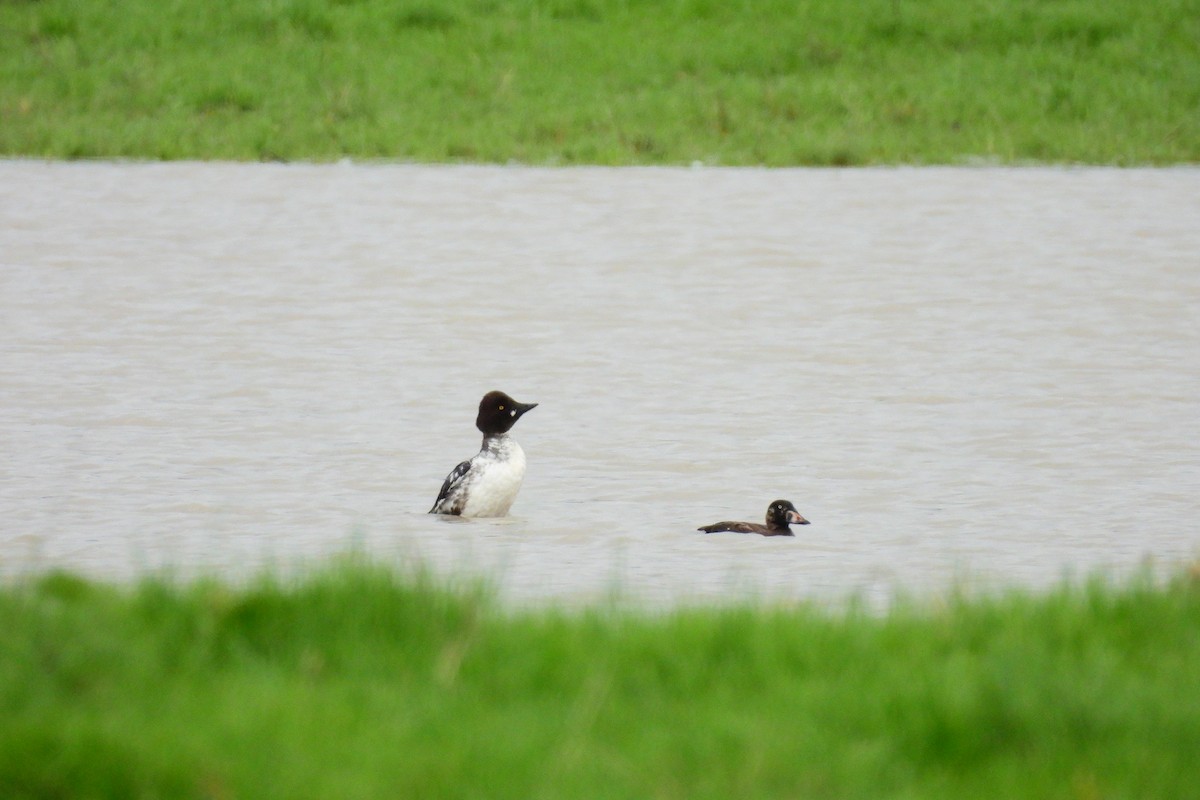 Surf Scoter - ML613819006