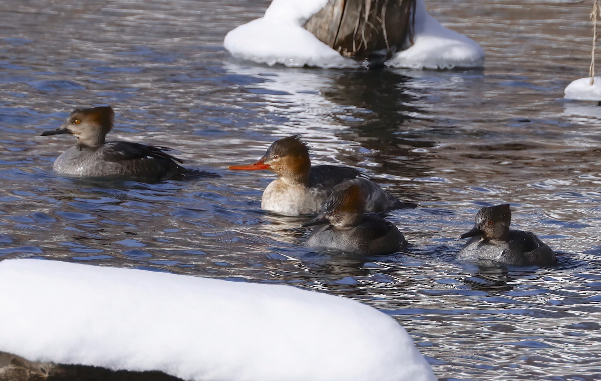 Hooded Merganser - ML613819011