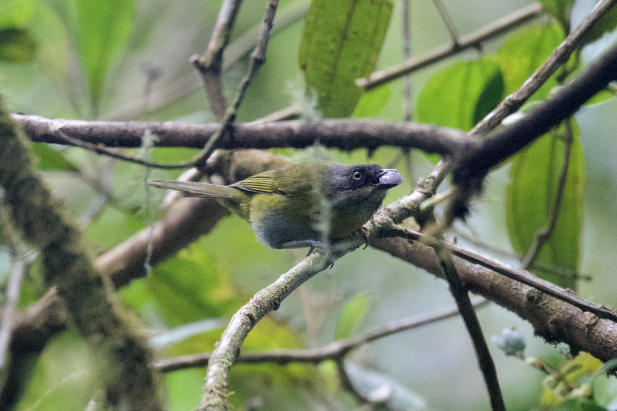 Common Chlorospingus (Northern Andes) - ML613819020