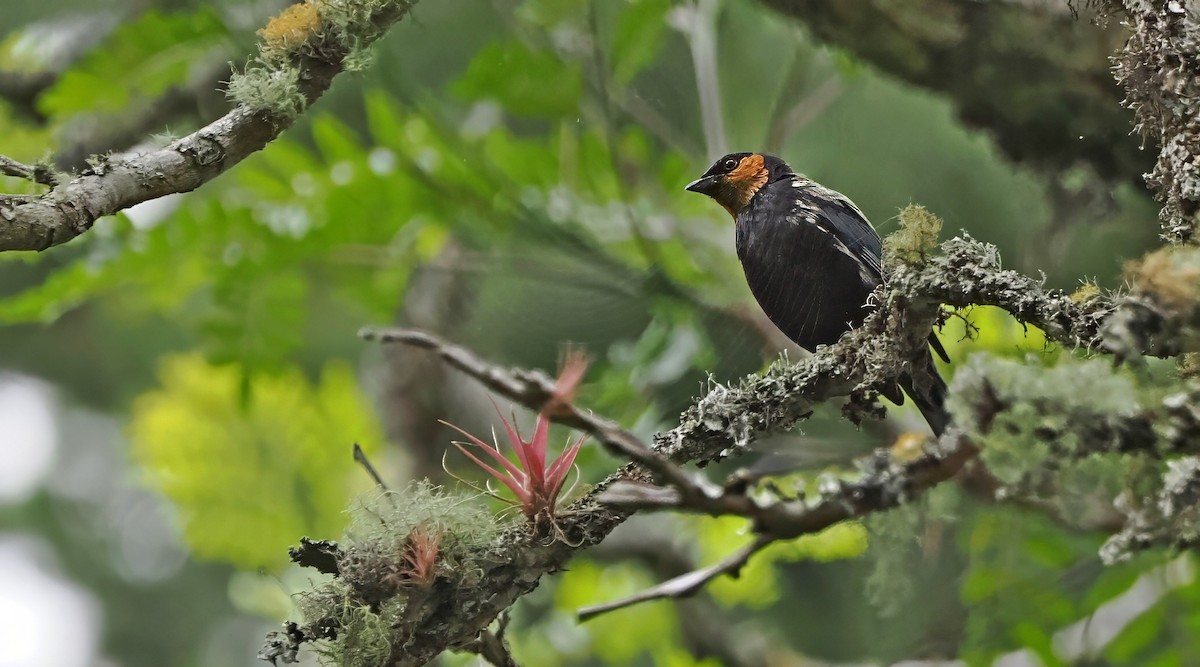 Silvery Tanager - ML613819036