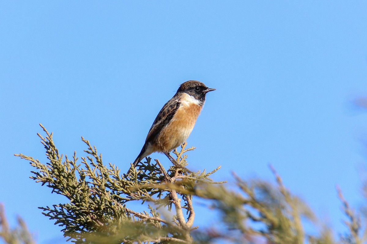 European Stonechat - ML613819127