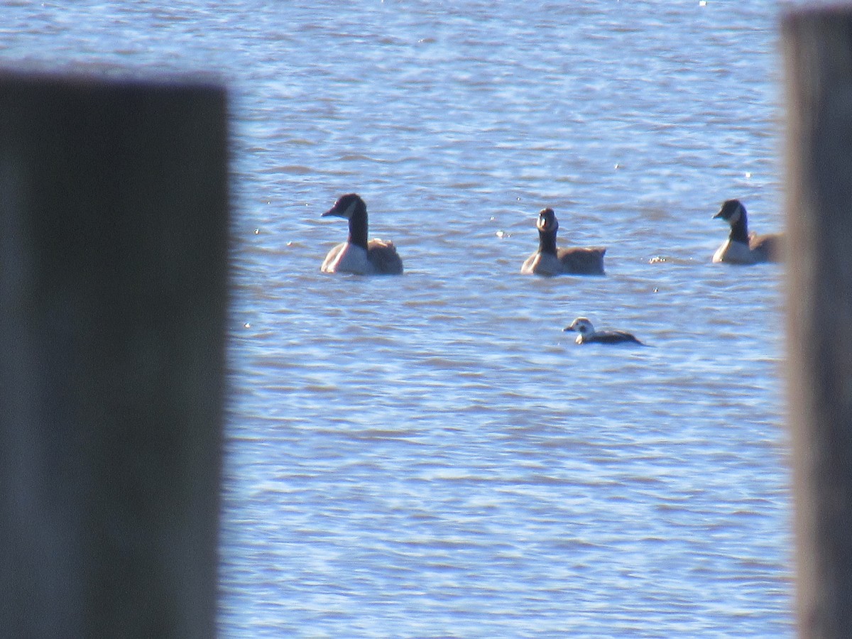 Long-tailed Duck - ML613819151