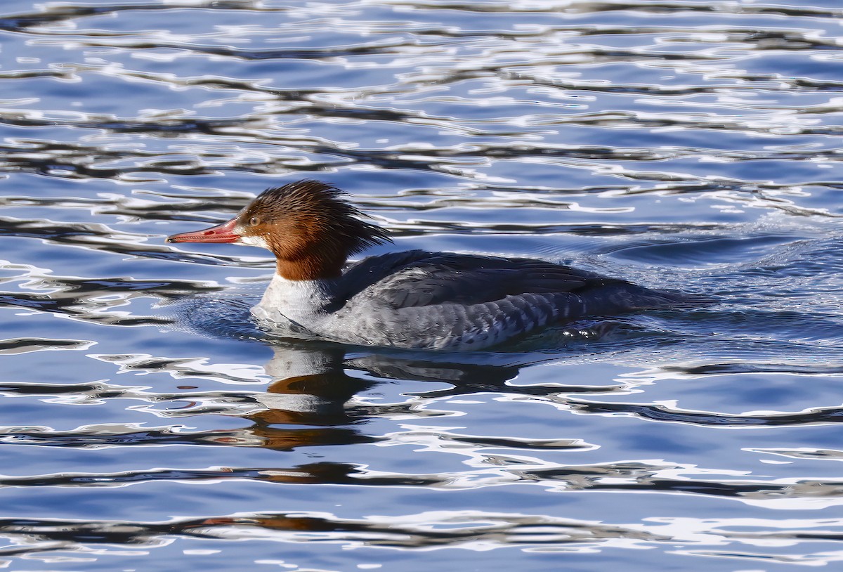 Common Merganser - ML613819165