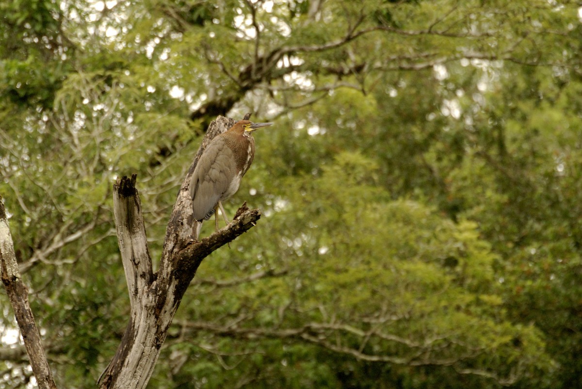 Rufescent Tiger-Heron - ML613819175