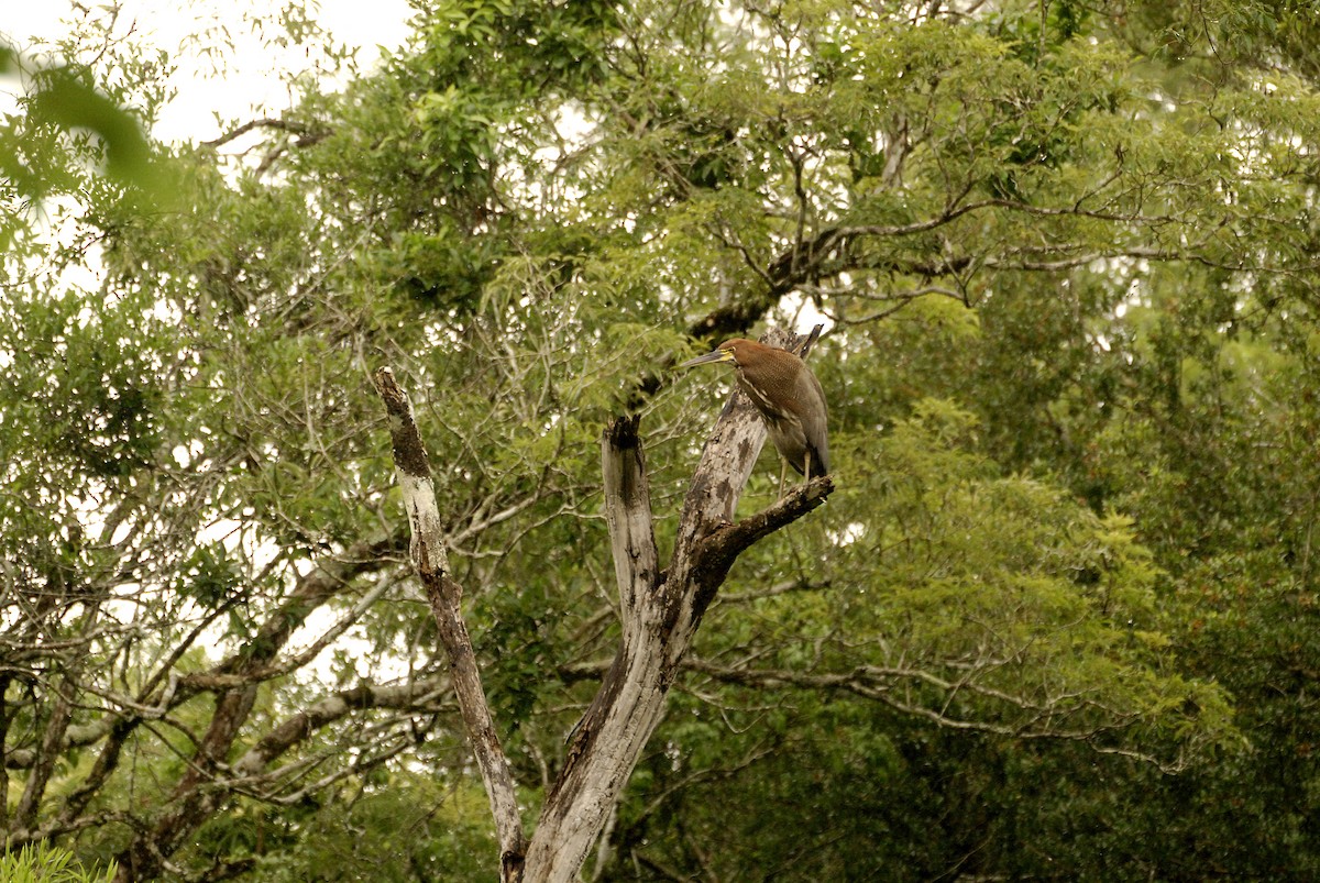 Rufescent Tiger-Heron - ML613819177