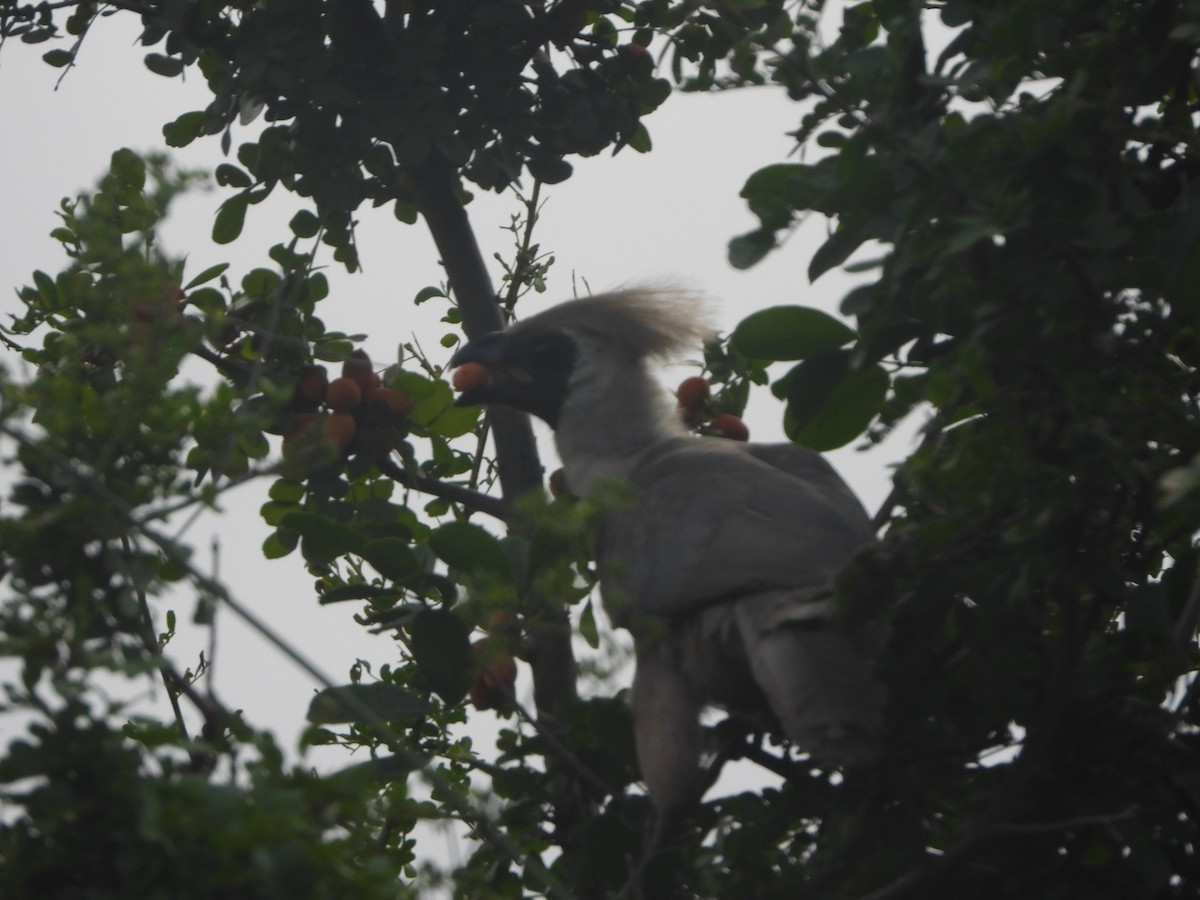 Bare-faced Go-away-bird - ML613819184