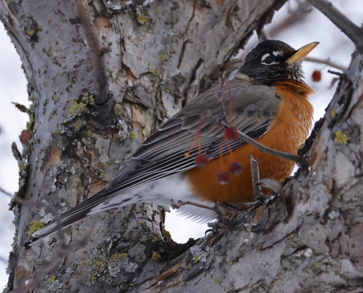 American Robin - ML613819229