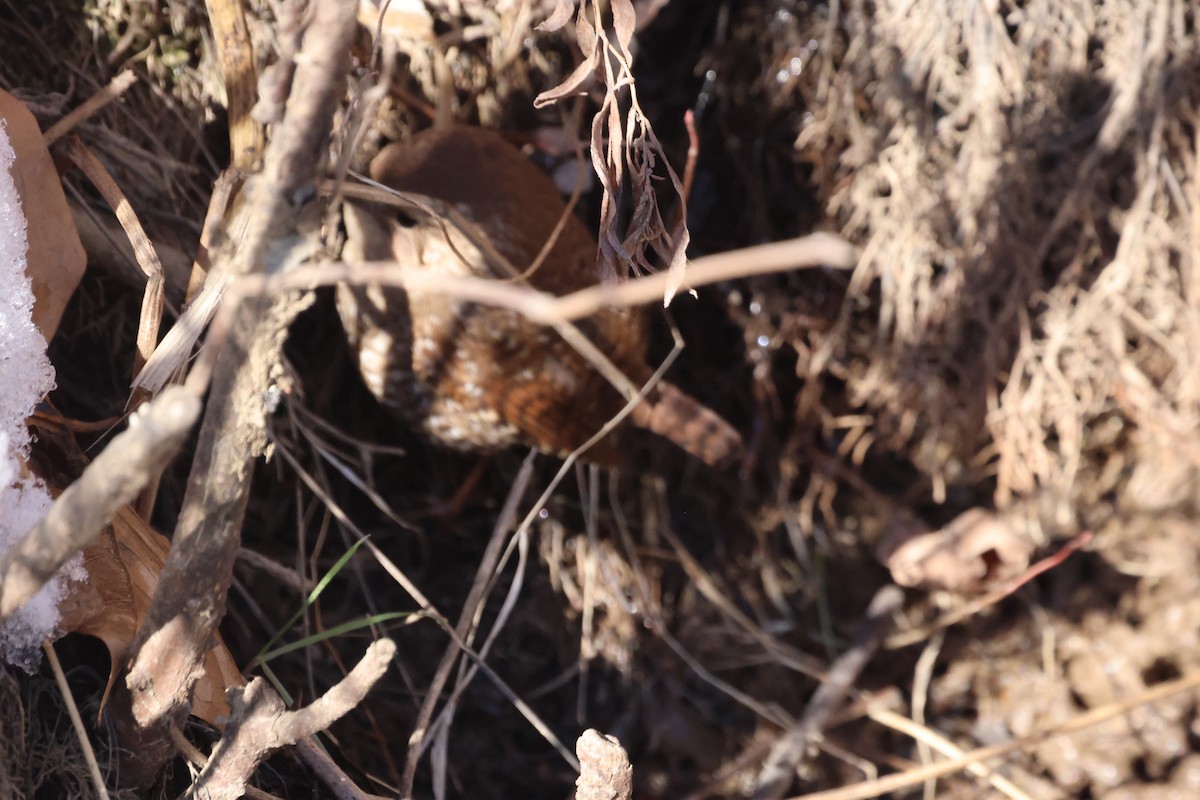 Winter Wren - ML613819232