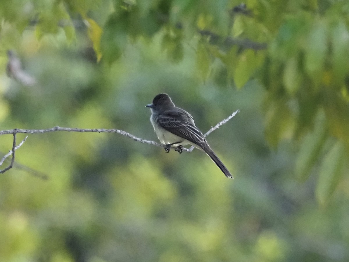 Short-crested Flycatcher - ML613819235