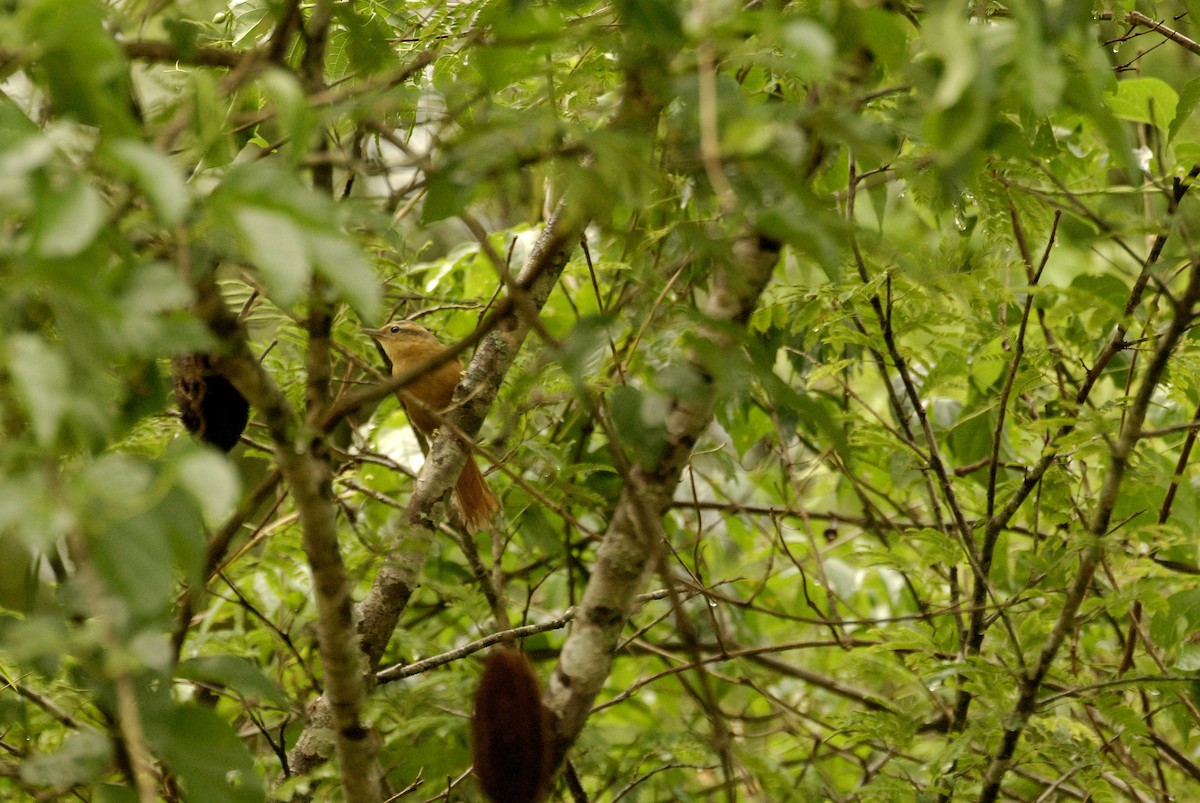 Buff-fronted Foliage-gleaner - Maxime Zucca