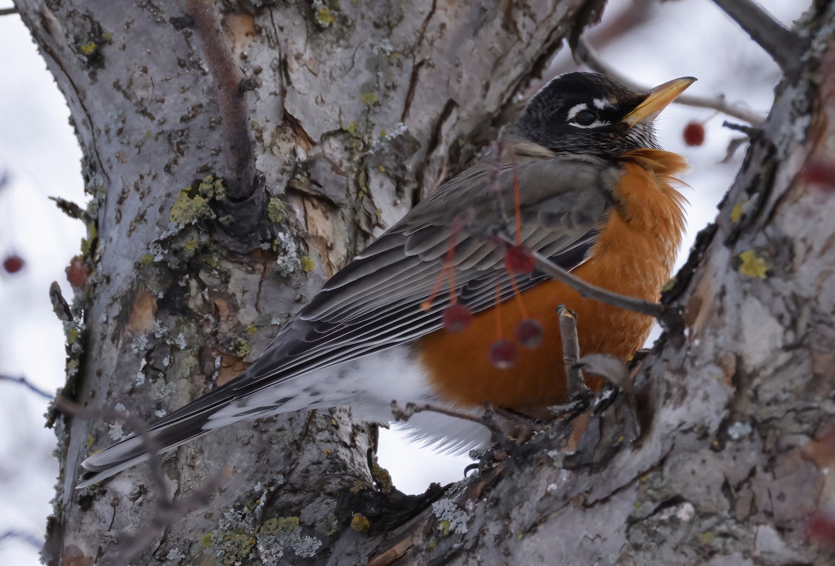 American Robin - ML613819242