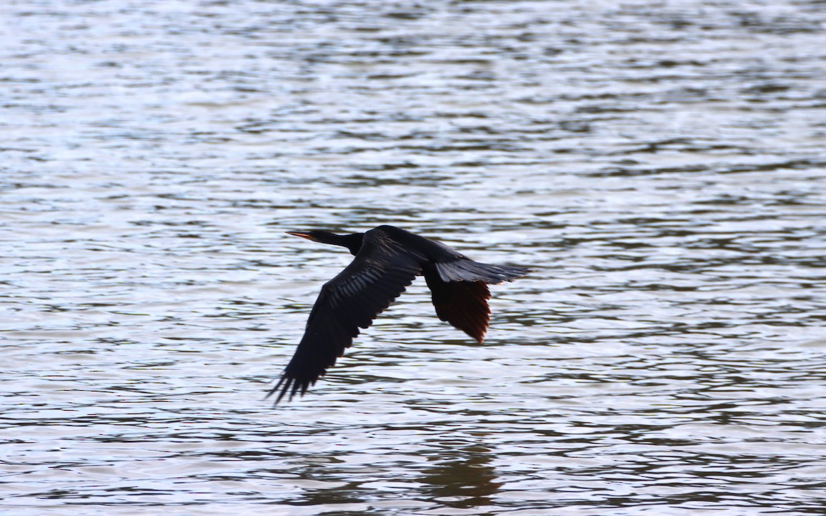 Anhinga d'Amérique - ML613819299