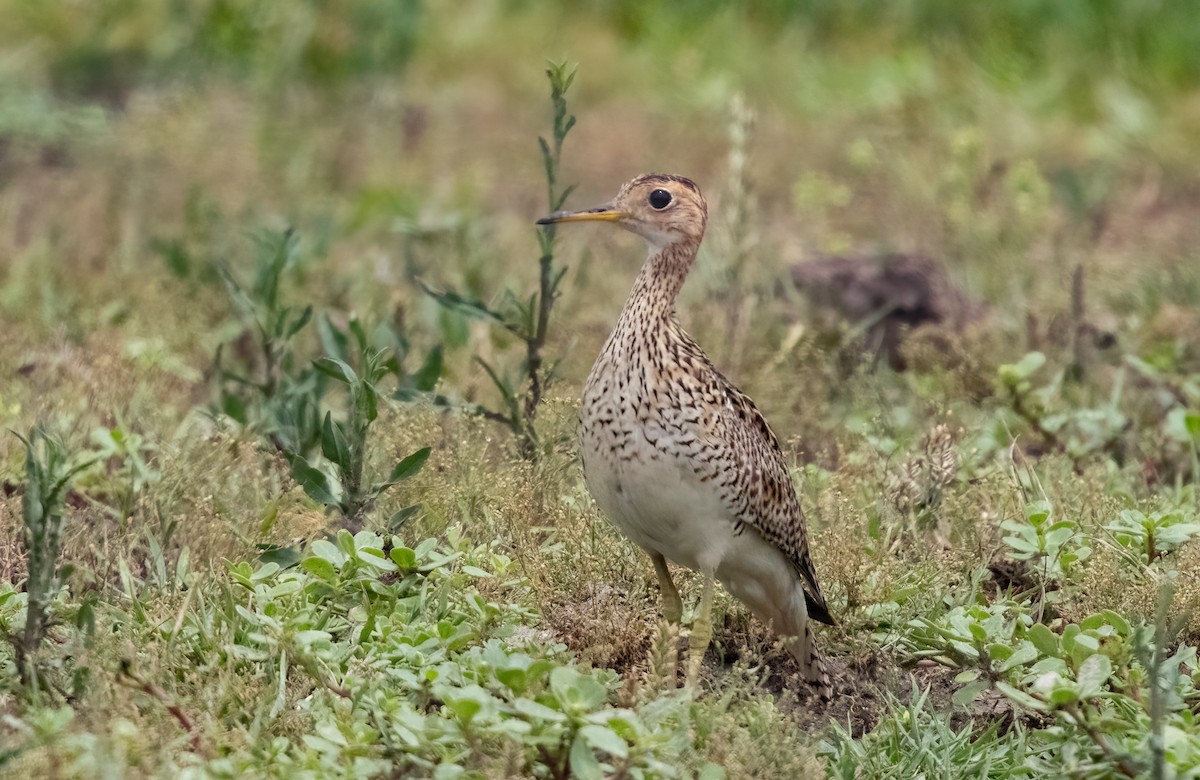 Upland Sandpiper - ML613819377