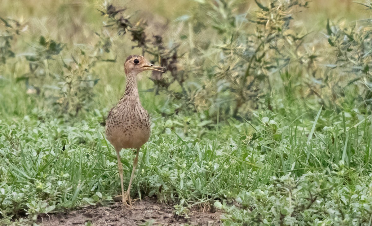 Upland Sandpiper - ML613819378