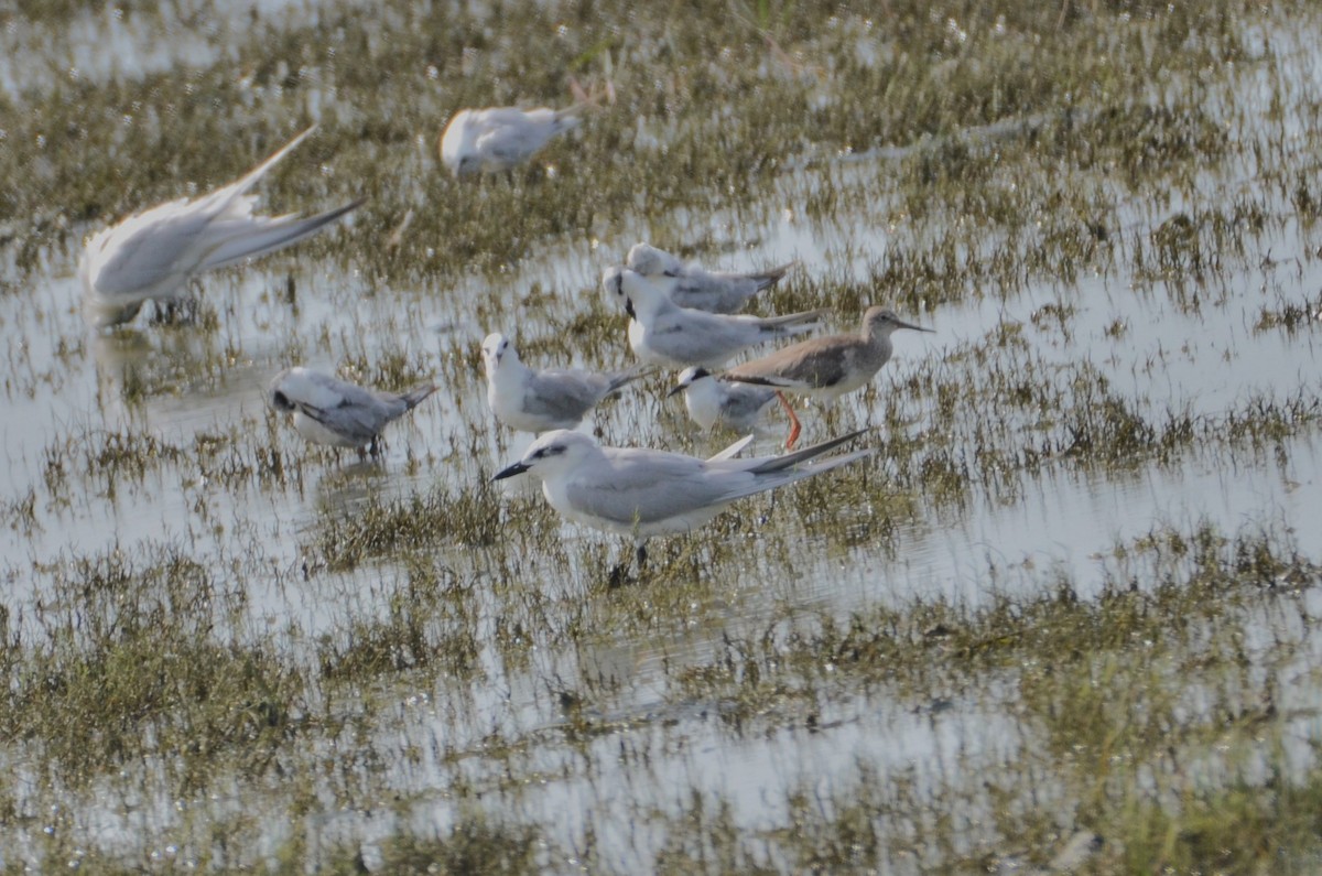 Little Tern - ML613819415