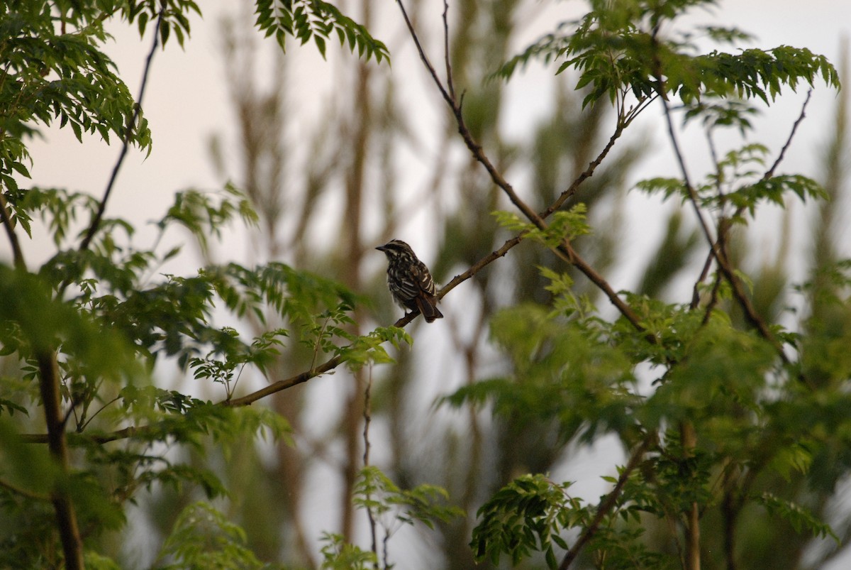 Streaked Flycatcher - ML613819445