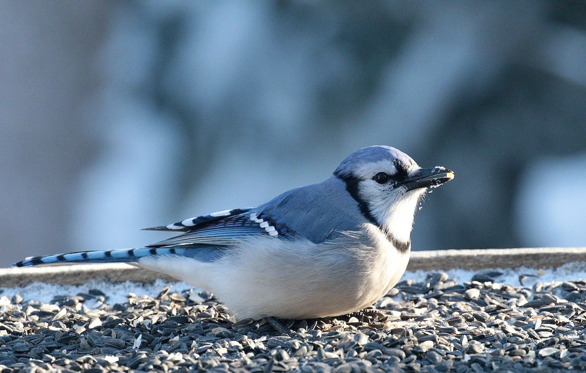 Blue Jay - David and Regan Goodyear