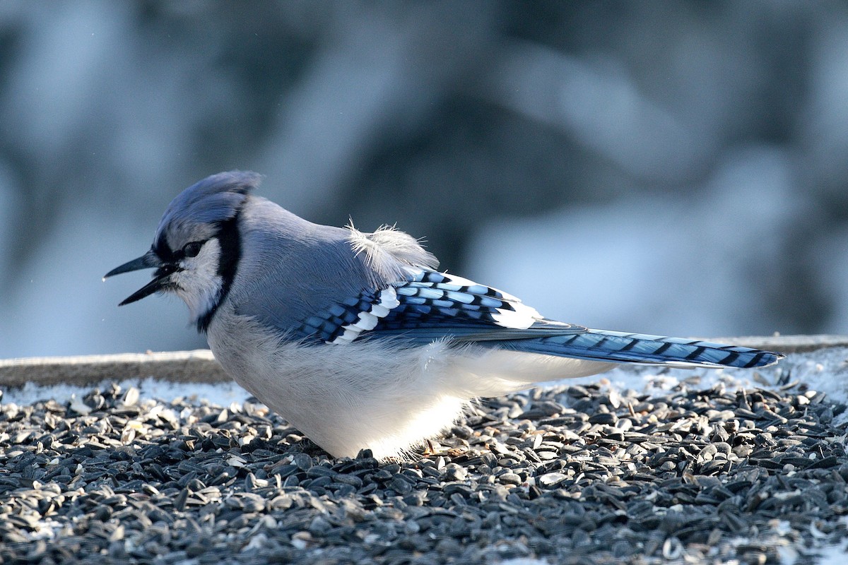 Blue Jay - ML613819491