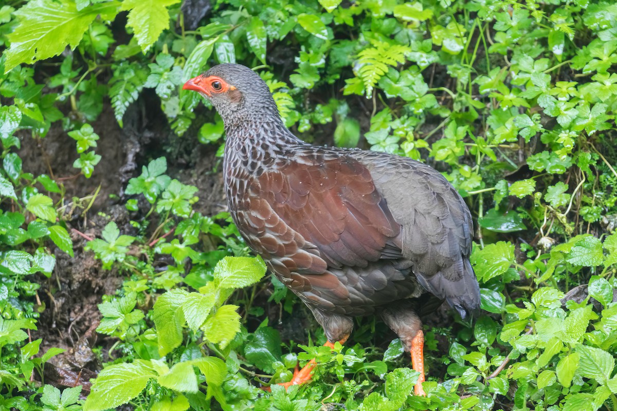 Handsome Spurfowl - ML613819517