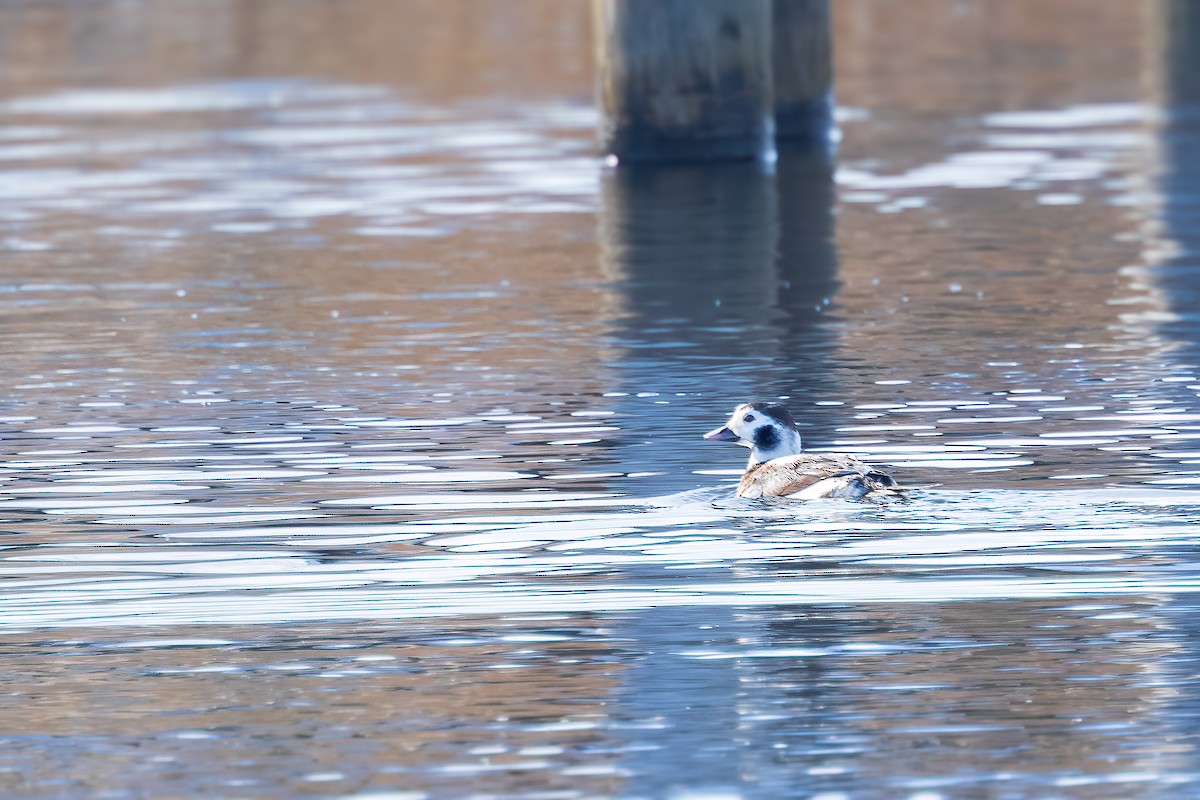 Long-tailed Duck - ML613819543