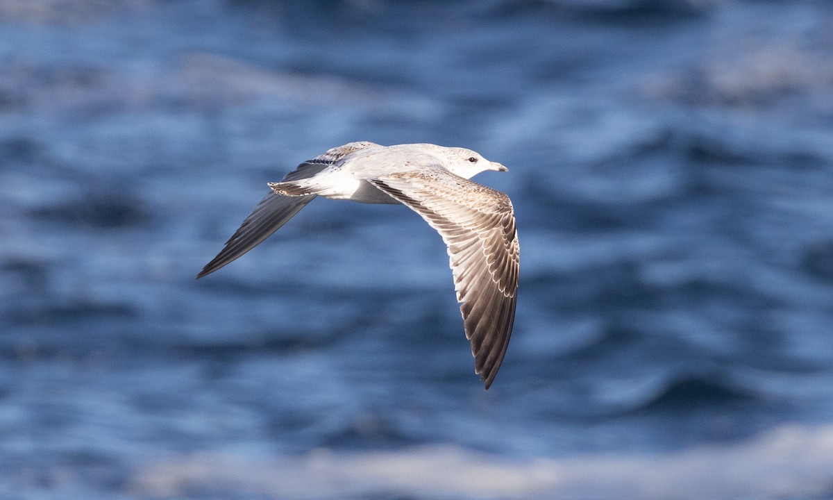 Ring-billed Gull - ML613819548