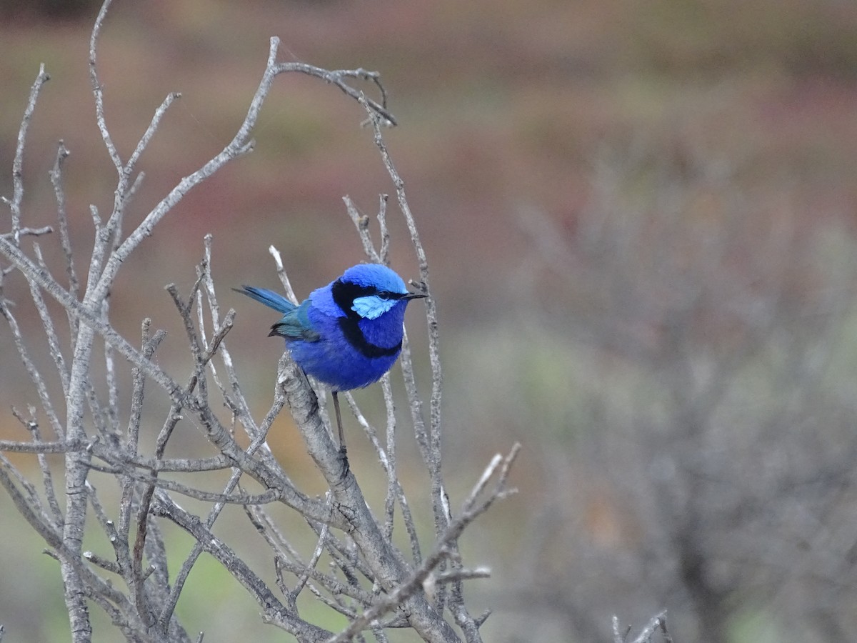 Splendid Fairywren - Malte Vermeer