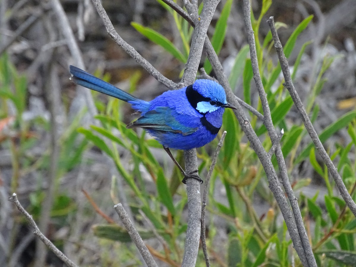 Splendid Fairywren - Malte Vermeer