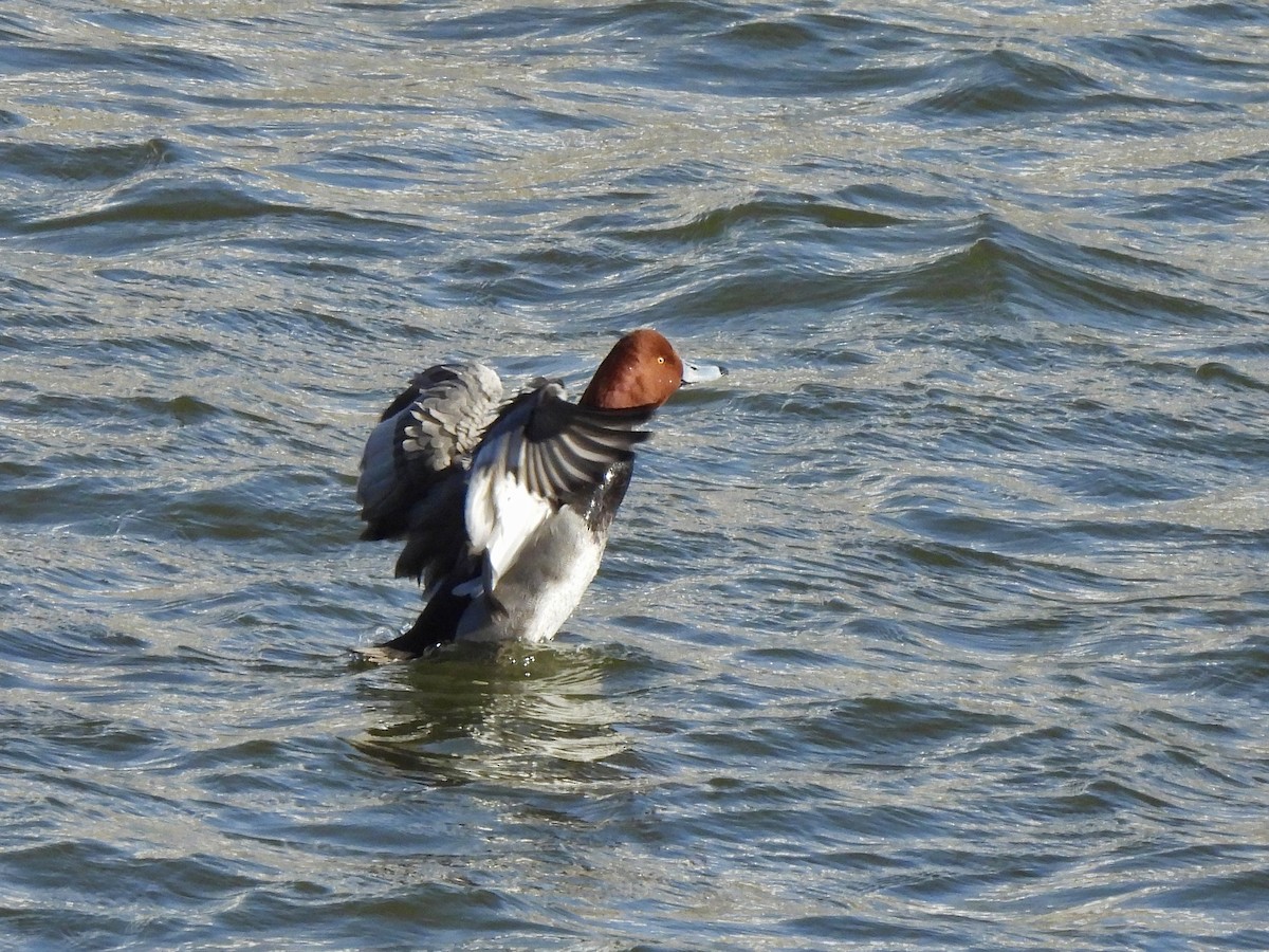 Redhead - ML613819583